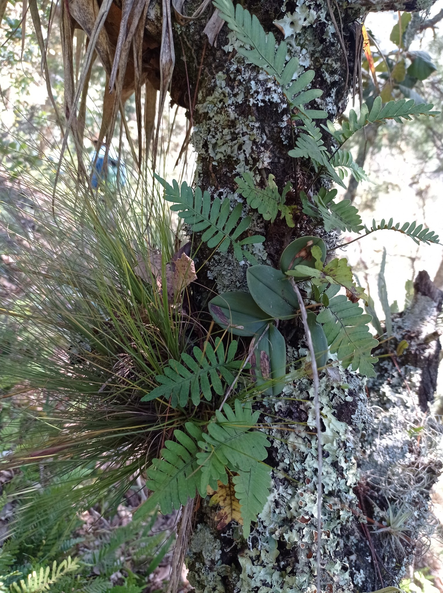 Epidendrum longipetalum
